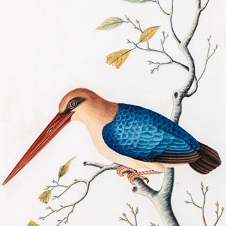 A Study of a Stork Billed Kingfisher, Pelargopsis capensis