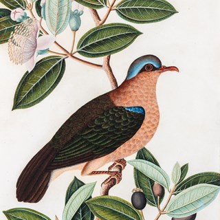 A study of a male Common Emerald Dove, Chalcophaps Indica