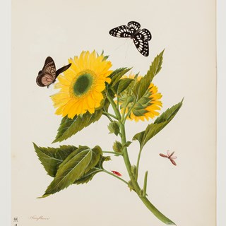 A Collection of Botanical Illustrations with Butterflies