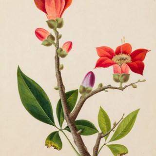Collection of Individual Plant Studies